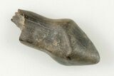.42" Fossil Pachycephalosaurid Tooth - Judith River Formation - #200274-1